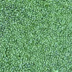 Water Hyacinth / Lettuce /Parrot Feather & Duckweed Aquatic Floating Pond Plant