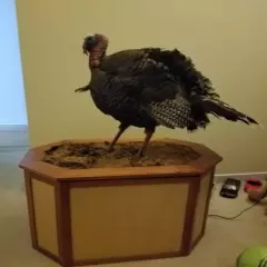 big and full size very good looking turkey mount with hand made stand...