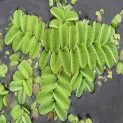 Salvinia Natans Floating Aquarium Fern/Watermoss