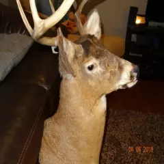 Wisconsin Buck deer taxidermy mount