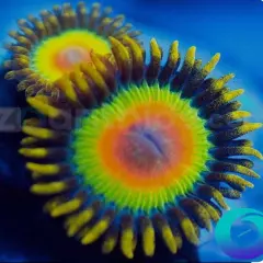 Live Coral Rasta Zoa 1 Polyps( Zoantahids LPS SPS MUSHROOM ACROPORA MONTIPORA