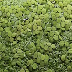 1/4 Cup Water Spangles (Salvinia minima)-Buy 2 Get 1 Free