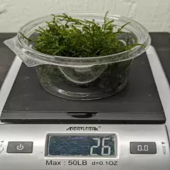 Flame Moss - Live Aquarium Plant BUY 2 GET 1 FREE