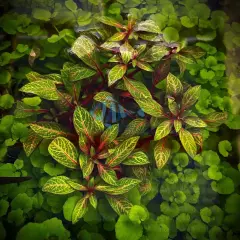 Ludwigia Red Skeleton Aquarium mid-ground background Plant Aquatic Pond Plant