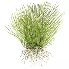 Eleocharis Acicularis (Tall hair grass) - Tropica Tissue Culture Cup