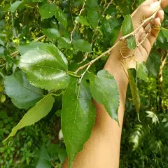 100+ Dried Organic Mulberry Leaves Crystal Red Cherry Shrimp Food Non Pesticides