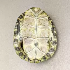 w64c Taxidermy oddities Curiosities River Cooter Turtle shell glass dome display