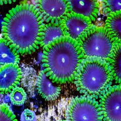 OG Purple People Eater Zoanthids 1p, WYSIWYG Coral