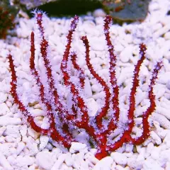 Live Coral Robbie's Corals Red Finger Gorgonian 3.5"-4" (Diodogorgia nodulifera)