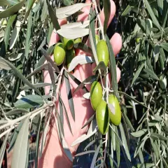 Raw Sevillano Olives for Curing