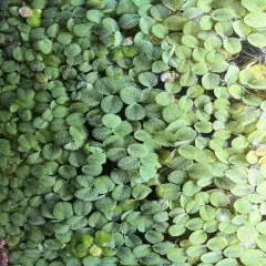 1/2 cup (80-90Leaves)Salvinia Minima Aquarium Floating Plant BUY 2 GET 1 FREE