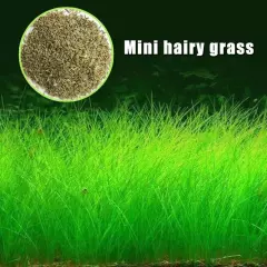 Aquarium Clover Grass Seeds Carpet Landscape Aquatic Water Fish Tank Plant Seed│