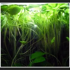 Frogbit Plant 20ct - Live Floating Aquatic Plant 