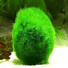 ~ 1 inch ( 2.5cm ) Marimo Moss Ball Cladophora Live Aquarium Plant Fish Tank