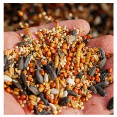 Pennington Select Birder's Mealworm Blend Dry Wild Bird Seed and Feed 10 lb. Bag