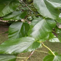 100+ Dried Organic Wildcrafted Mulberry leaves Non Pestecided