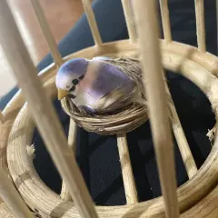 Vintage Wicker Rattan Bird Cage With Tiny Bird On A Nest. 7” Tall