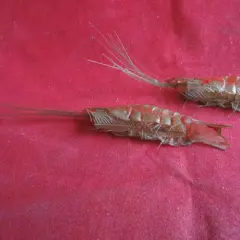 A PAIR OF OLD SHOP STOCK VINTAGE PERCY WADHAM NATURE BAIT CELLULOID PRAWN LURES