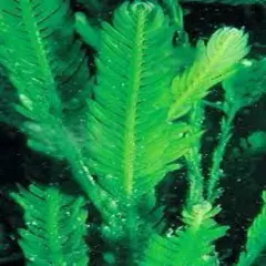 Live Saltwater Caulerpa Mexicana Fern Frag Marine Macro Algae Reef Refugium