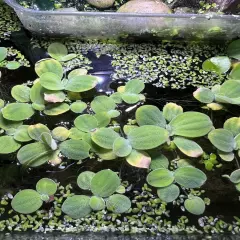 15 Dwarf Water Lettuce (35+ Leafs) Floating Aquarium Plant (Buy2Get1Free)