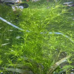 GUPPY GRASS Najas Guadelupensis Live Aquatic Aquarium Plant With Ramhorn Snails