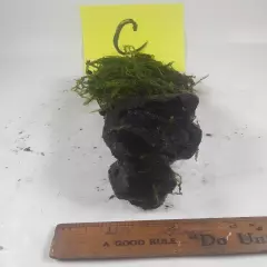 Weeping Moss, Vesicularia ferriei, on Malaysian driftwood