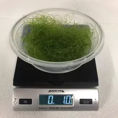 Live Saltwater Plant CHAETOMORPHA Macro Algae 1 OZ / 2 Cups Chaeto Refugium with