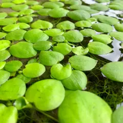 Amazon Frogbit (Limnobium laevigatum) – 3+ Live Floating Plant for Aquariums, Po