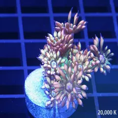 Amazeballs Goniopora super rare, high color coral with free shipping 