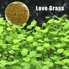 10g/bag Aquarium Plant Seeds Fish Tank Aquatic Water Grass Foreground Easy Plant