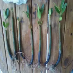 2 Red Mangrove 14"-15" Long Live house Plant organic Propagules Aquarium 