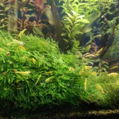 Java Moss Mats Vesicularia Dubyana Live Plants Aquatic Tank Nature Freshwater