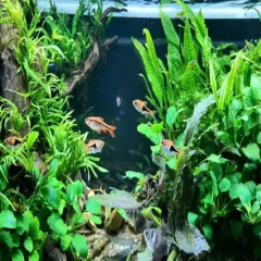 Package Driftwood Java Fern Microsorium Pteropus on Driftwood (S) Live Aquariums