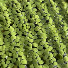 Water Spangles (Salvinia minima) 2oz Portion B2G1