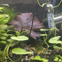 SMALL Red Tiger Lotus (Nymphaea zenkeri) - LOT of 3