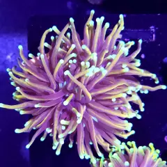 WYSIWYG Jester Torch, Euphyllia, LPS, Live Coral