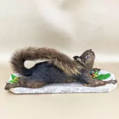 L44o Taxidermy Oddities Curiosities Squirrel Climbing mounted Victorian Display