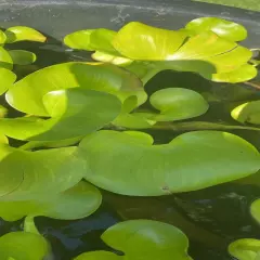 water hyacinth pond plants/aquarium