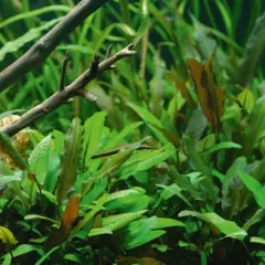 Package Driftwood Cryptocoryne on Driftwood Freshwater Tank Decorations Aquarium