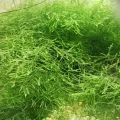 Java Moss Portion Large 4 Oz Cup X 2 Live Aquarium Plants