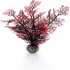 Small Crimson Sea Fan