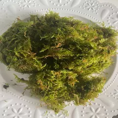 BUY 2 GET 1 FREE Live Christmas Moss Vesicularia montagnei Aquarium Plant