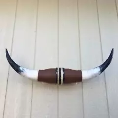 Nice MOUNTED STEER HORNS 31 1/2" WIDE LONGHORN POLISHED MOUNT BULL COW no skull