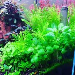 Package Bundle Water Wisteria Hygrophila Difformis Live Aquarium Plants Great