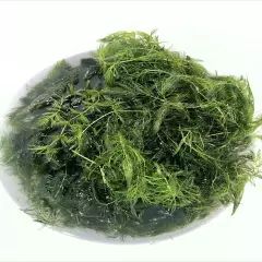 Hornwort LARGE AMOUNT (Ceratophyllum) Live Aquarium Pond Plant FAST GROW