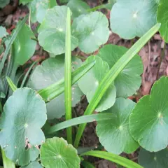 15 Brazilian Pennywort Water Ivy Hydrocotyle Live Aquarium Plant Round Leaves