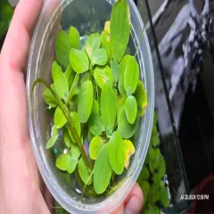 25+ Leaf Dwarf Water Lettuce - Live Floating Plant Aquarium