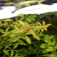 Hygrophila Polysperma (6 Stems, 5 Inches Each) SNAIL FREE