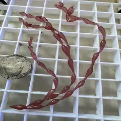 String of Pearl Red Sea Grape Macro Algae Saltwater Refugium Reef Tank Plant