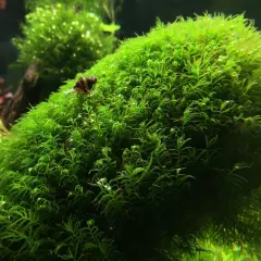 Fissidens Fontanus Phoenix Live Aquarium Moss Aquatic Plants Tropical Fish Tank